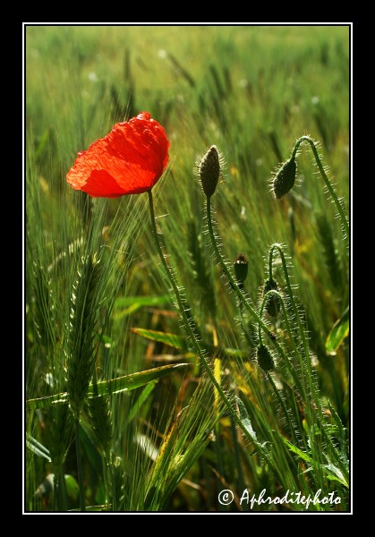 102 fleurs